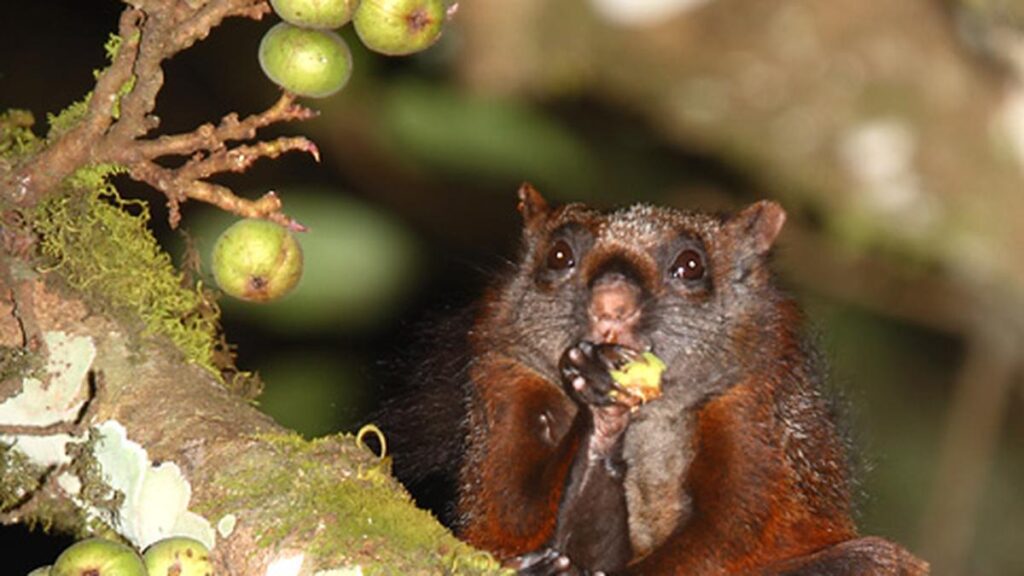 Plan infrastructure that minimises impact on native wildlife in Nilgiris, urge ecologists