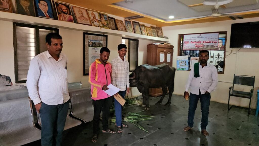 Buffalo tied up in gram panchayat office for delay in approval for animal shed