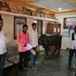 Buffalo tied up in gram panchayat office for delay in approval for animal shed