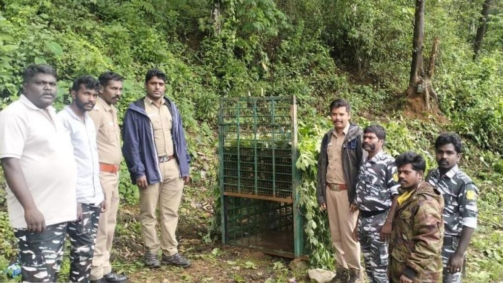 Cage, camera traps placed in Valparai tea estate for leopard that killed migrant worker’s daughter