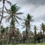 Black-headed caterpillar infestation in coconut trees: CM Siddaramaiah seeks expert panel report on control of disease