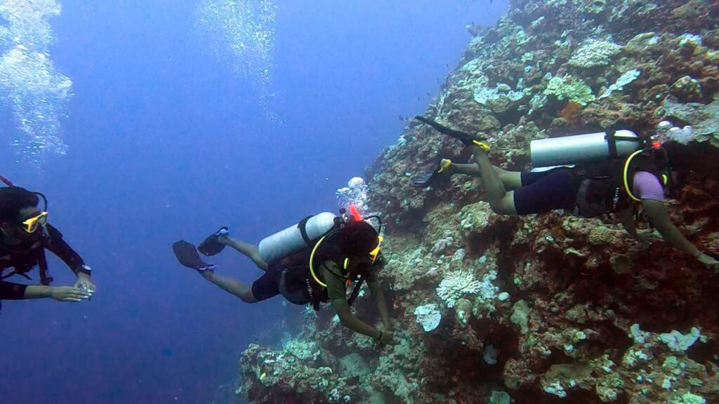 24-year study reveals that coral cover in Lakshadweep saw 50% reduction