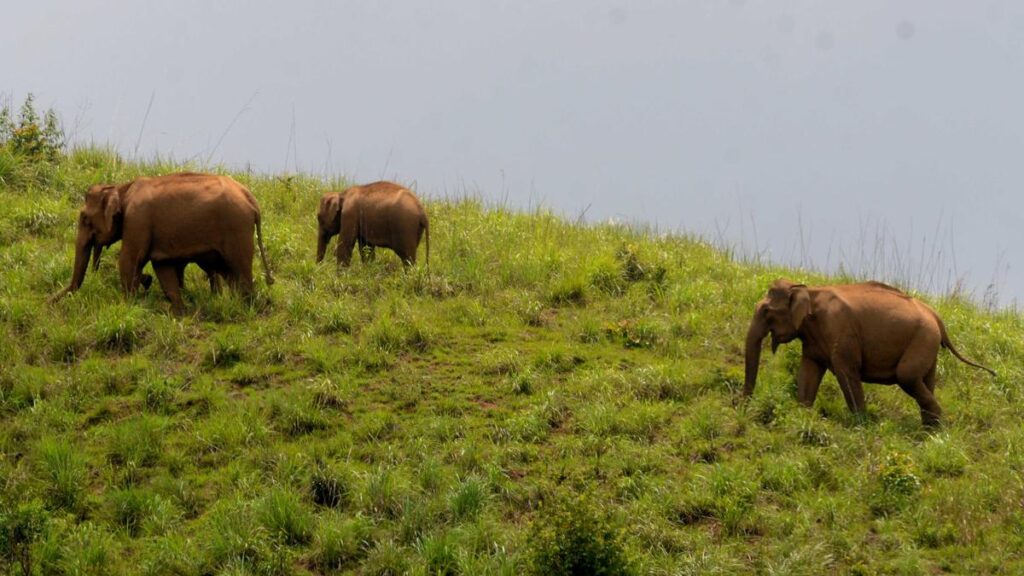 Illegal fences by tea estates primary cause of rising human-elephant conflict in Gudalur: Forest department