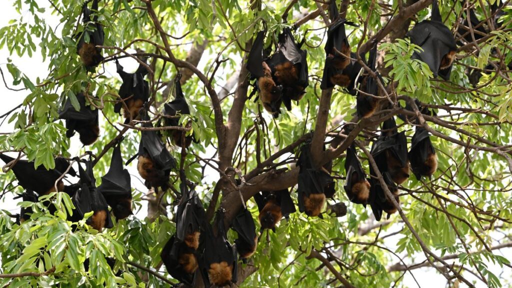 Woman who died in quarantine tests negative for Nipah in Kerala
