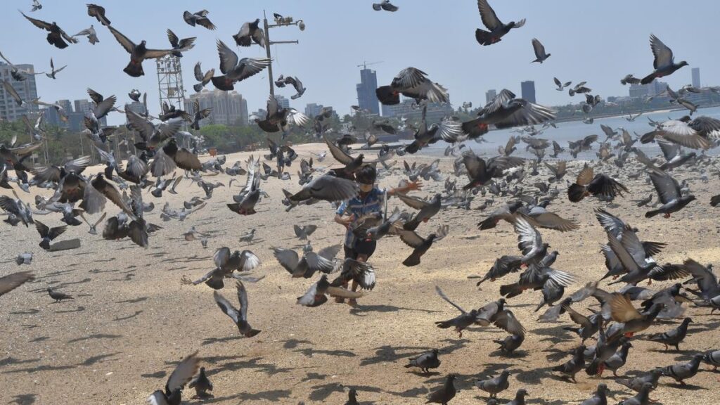 Maharashtra govt orders Mumbai’s civic body to immediately shut down ‘kabootar khanas’