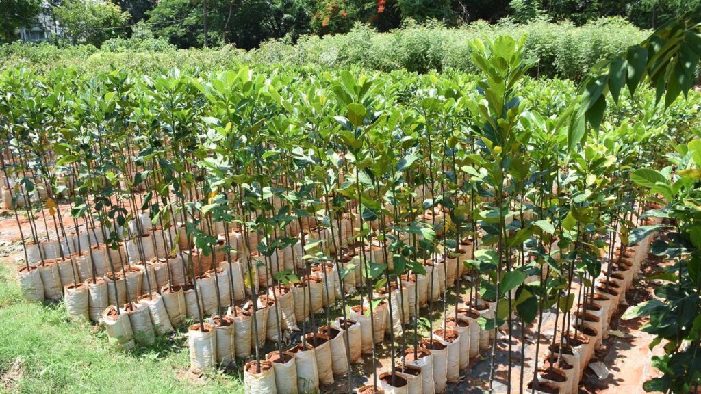 Andhra Pradesh announces five-point strategy to combat climate change