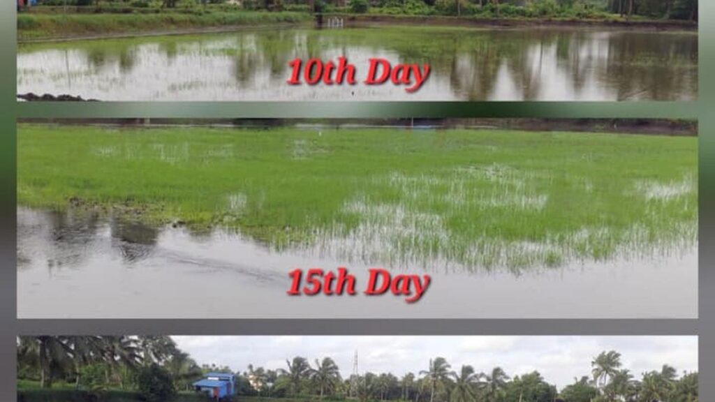 KAU conducts drone-based seed sowing in Pokkali fields