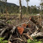 Massive tree felling reported from Cardamom Hill Reserve land in Idukki