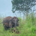 Four sustain injuries in wild elephant attack in Kozhikode
