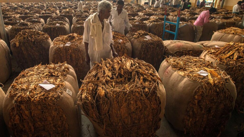 Bapatla District Collector bans Black Burley tobacco cultivation for this year  