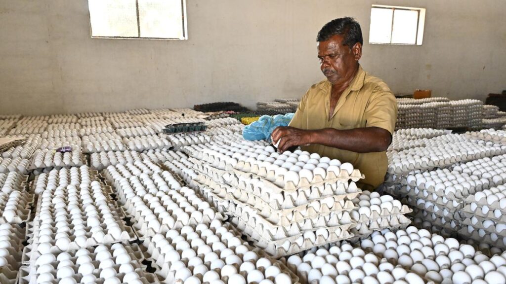 Namakkal egg price falls to ₹4.50 after three months