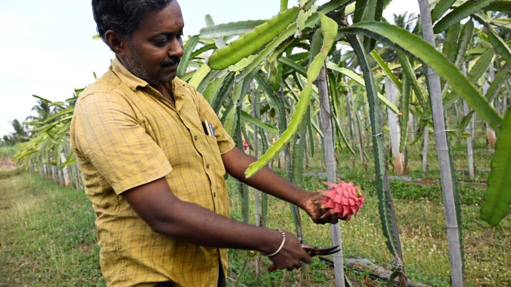 Dragon fruit farming gains ground in Erode