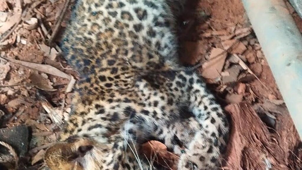 Leopard cub found dead in a shed in Nilambur