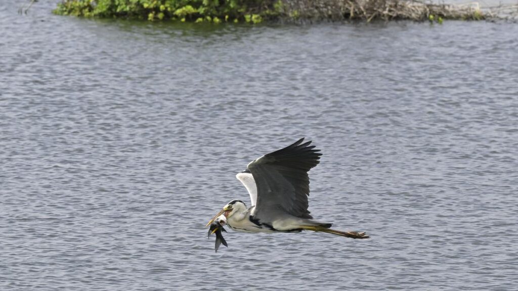 452 bird species documented in Telangana; what do feathered friends tell us about air, water and other elements we need?