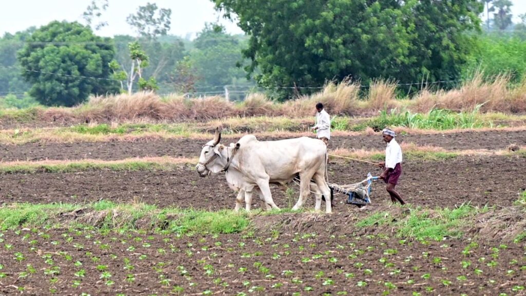 Deficit rainfall in June had little impact on agriculture activities in NTR district., sowing operations pick up pace