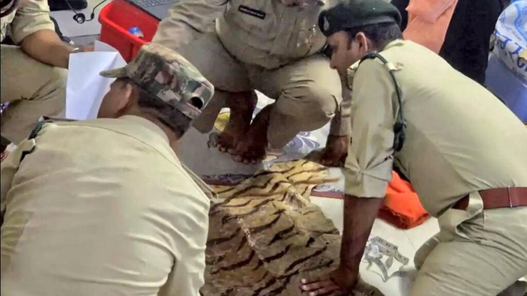 Day after tiger skin found at home, tribal dept official’s elderly mother arrested