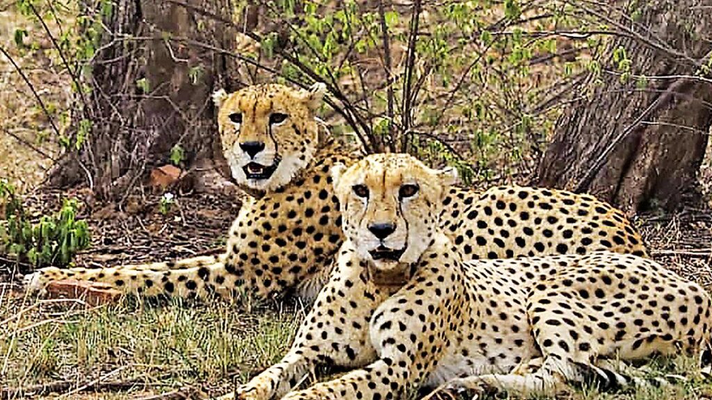 Eight-year-old Namibian female cheetah Nabha dies following injury at Kuno National Park