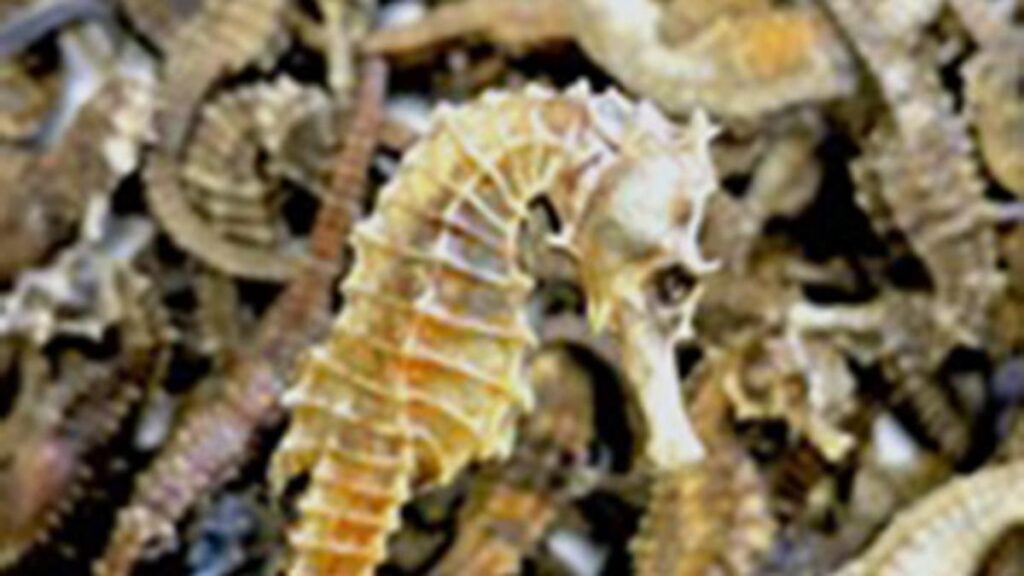 Dried seahorses seized, one held