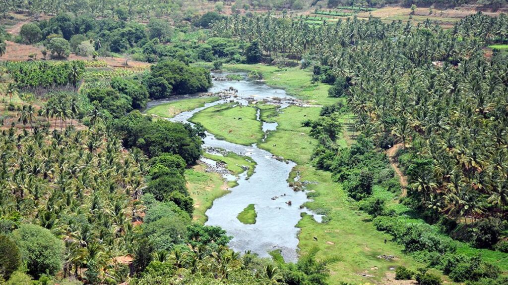 No State showed net increase in forest cover between 2015 and 2019, study reveals