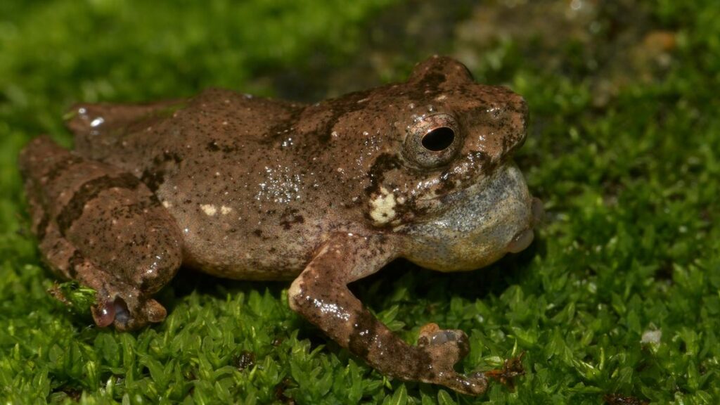 New frog from Meghalaya named after Khasi rice dish