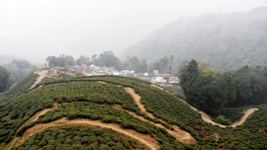 India’s tea production increases in 2025, Darjeeling’s output remains a concern
