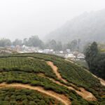 India’s tea production increases in 2025, Darjeeling’s output remains a concern