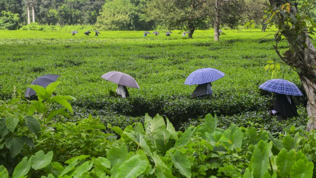 TMC MP Alleges Centre’s tea garden creches in north Bengal are “non-functional, unfit even for animals”