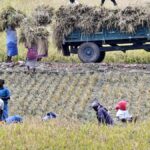 Set for a record: paddy procurement in Tamil Nadu likely to touch 45-lakh-tonne mark soon
