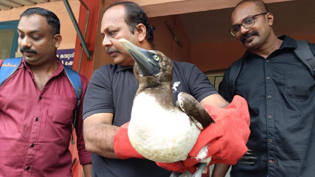Rare masked booby bird rescued from Muzhappilangad beach in Kerala