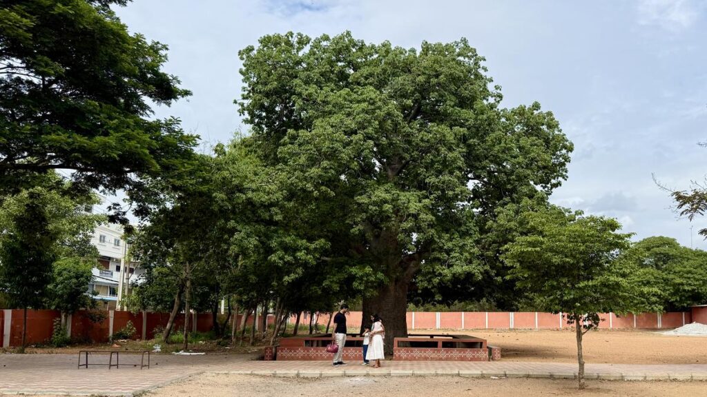Hyderabad nature group counts 37 African Boababs in the city