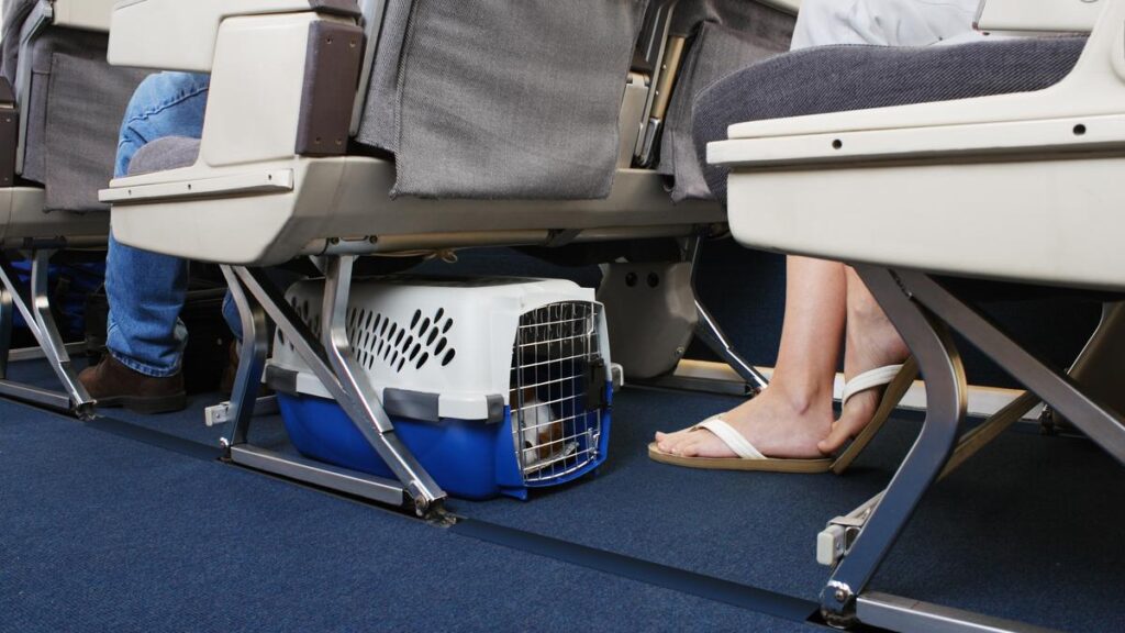 Airlines instructed to prevent unauthorised carriage of live animals into India 